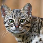 Owning an Exotic Wild Cat